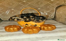 Yorkshire Terrier dogs for sale: Yorkshire terrier puppies  - Image 6