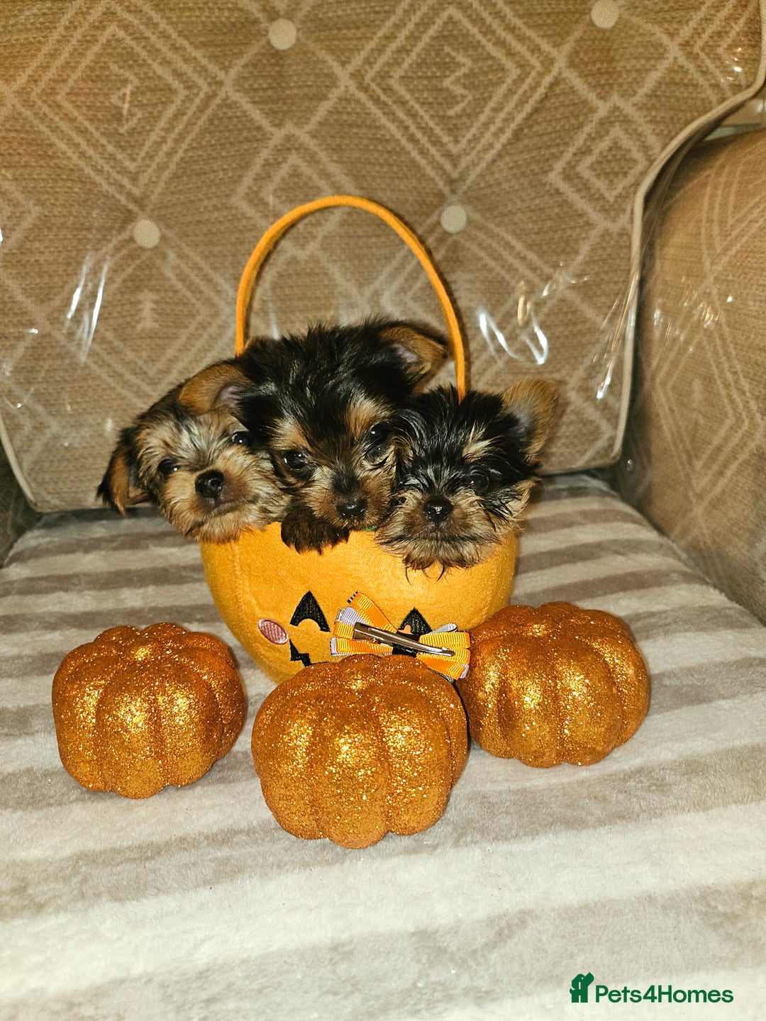 Yorkshire Terrier dogs for sale: Yorkshire terrier puppies  - Image 6