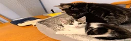 Domestic Shorthair cats for sale: Kittens for sale - Advert 24