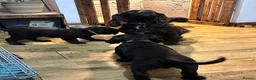 Cocker Spaniel dogs for sale: Choc cockers spaniel in Woking - Advert 10