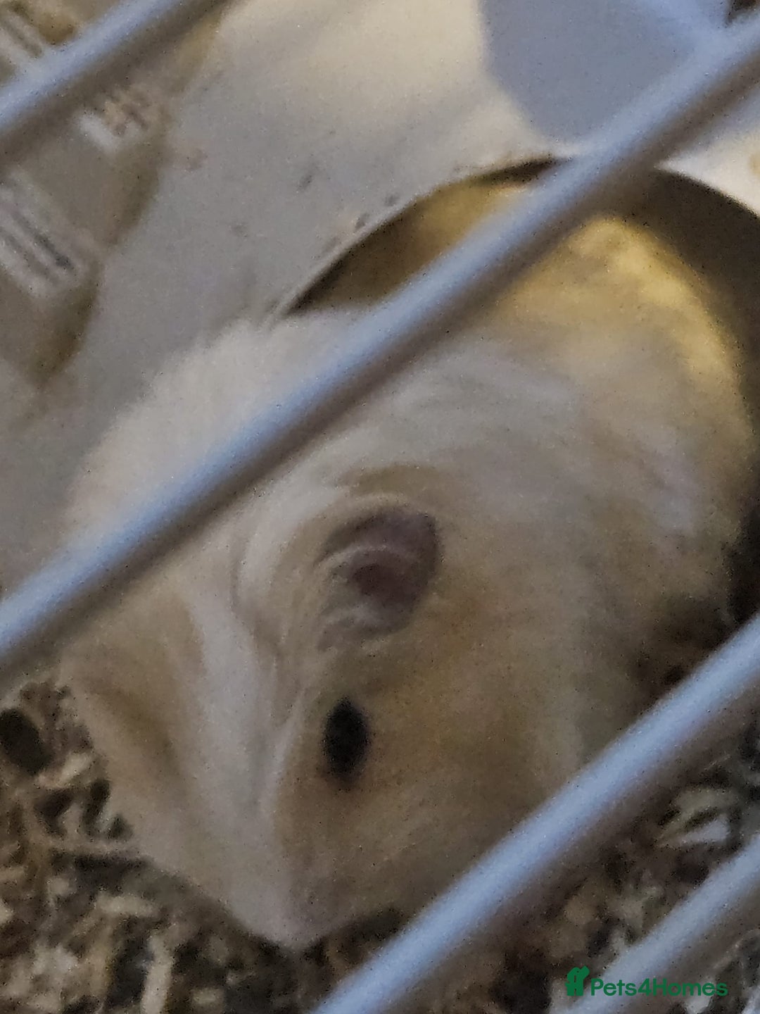 Guinea Pig rodents for sale: Guinea pigs - Image 4