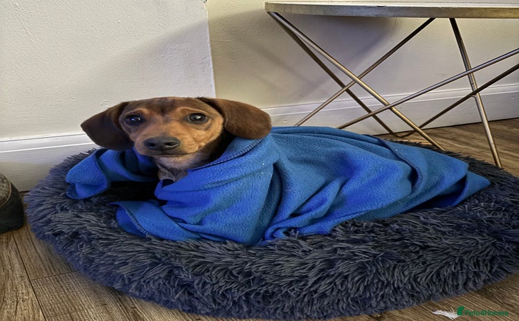 Dachshund dogs - Advert 13