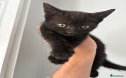Bombay cats for sale: 1 Male 1 Female Bombay Mix kitten  - Image 6