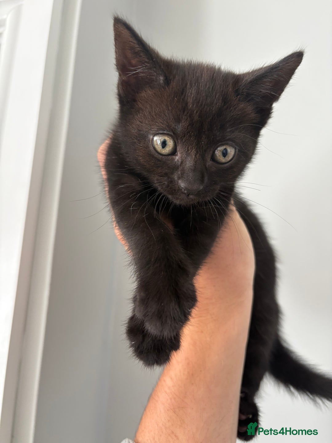 Bombay cats for sale: 1 Male 1 Female Bombay Mix kitten  - Image 6
