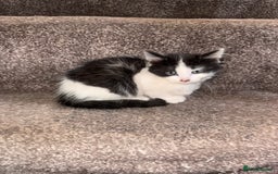 British Longhair cats for sale: 4 beautiful long hair kittens  - Image 2