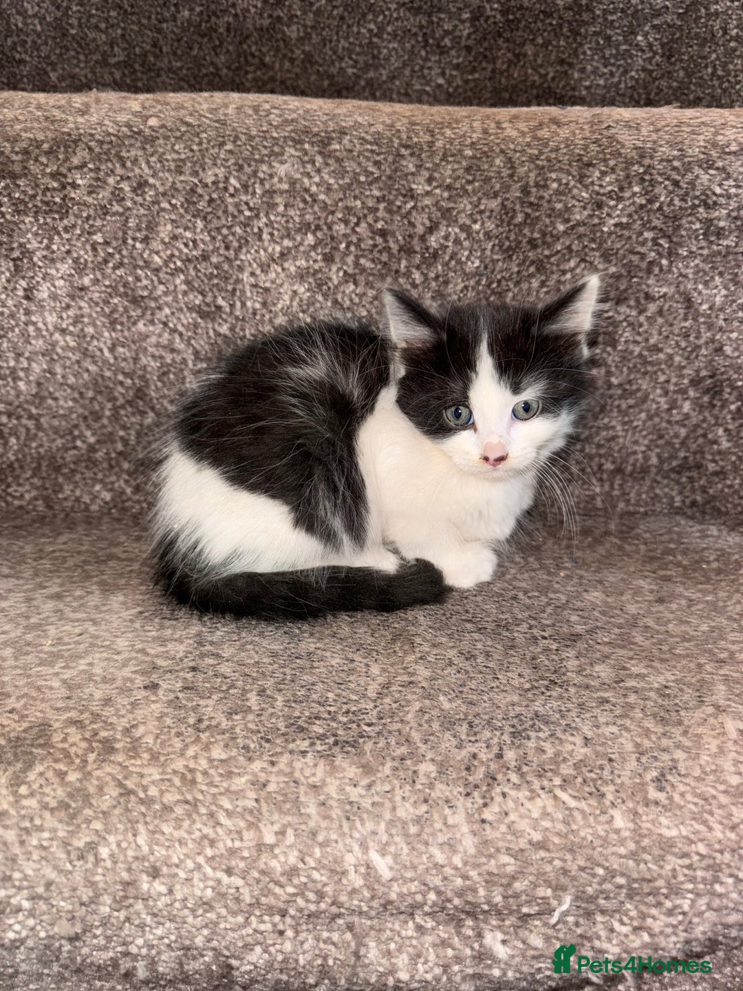 British Longhair cats for sale: 4 beautiful long hair kittens  - Image 2