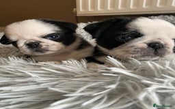 Pug dogs for sale: Stunning pug puppies health tested parents 🐶!!! - Image 1