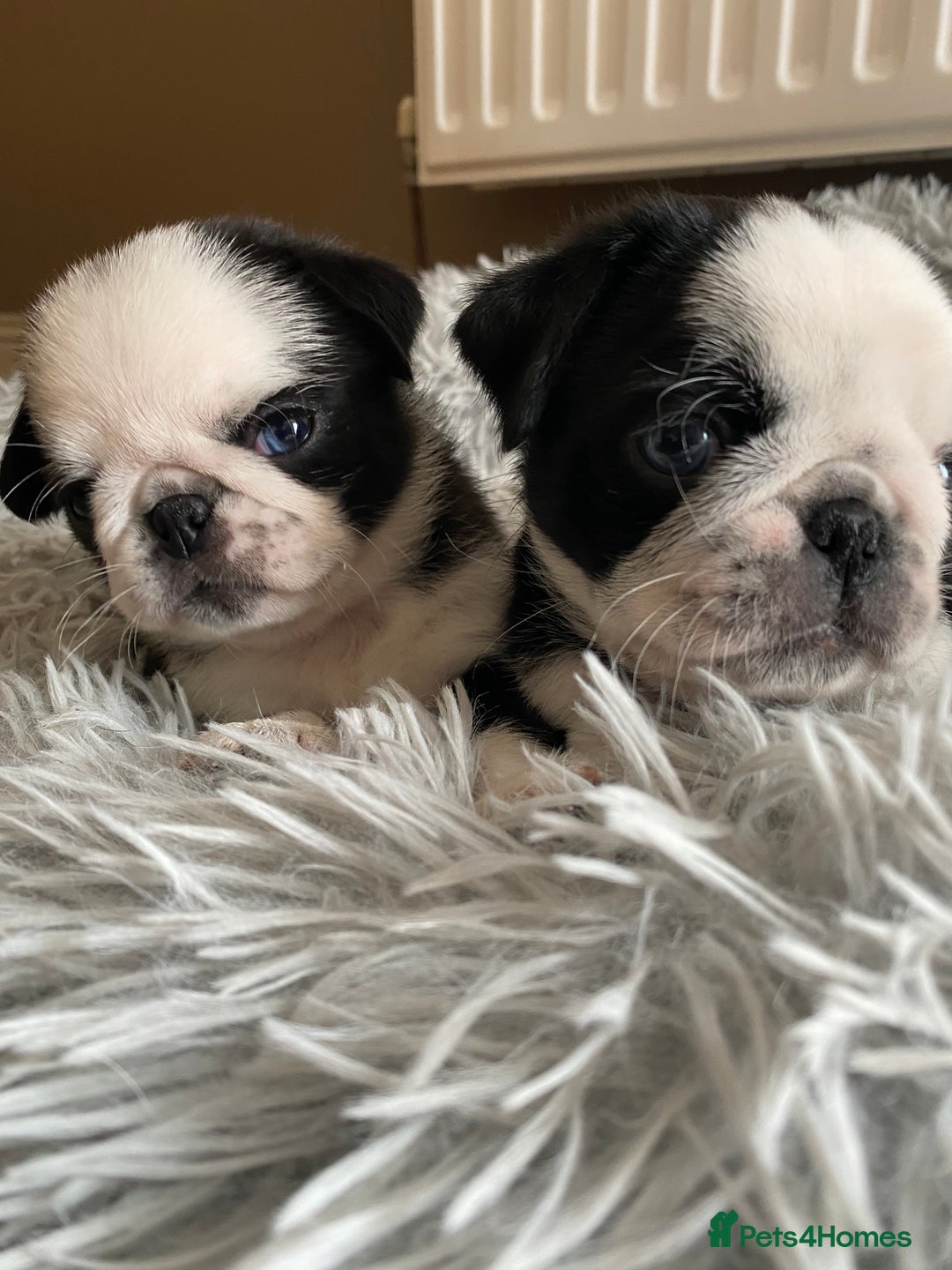 Pug dogs for sale: Stunning pug puppies health tested parents 🐶!!! - Image 1