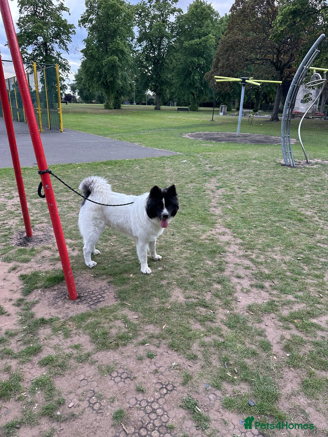 Caucasian Shepherd Dog dogs for stud: Strong Caucasian Shepherd Male for Stud - Advert 3