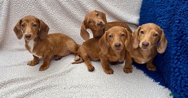 Miniature Dachshund dogs - Advert 12