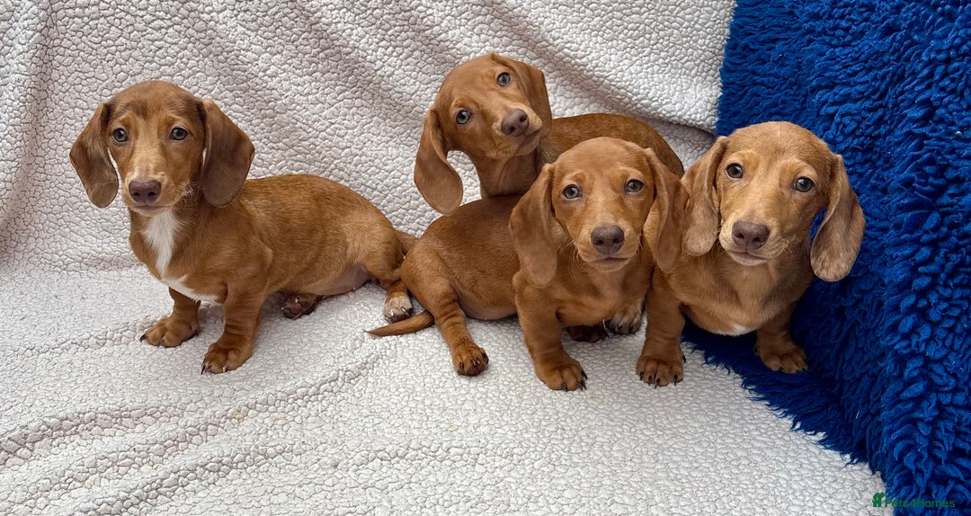 Miniature Dachshund dogs for sale: FULLY VAX KC MINI PRA CLEAR READY NOW  - Image 3