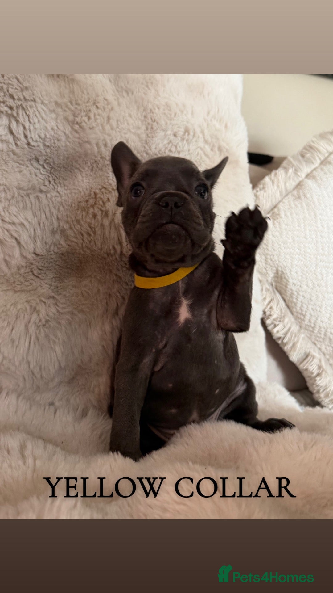 French Bulldog dogs Beautiful french bulldogs puppies 3 girls left - Advert 2