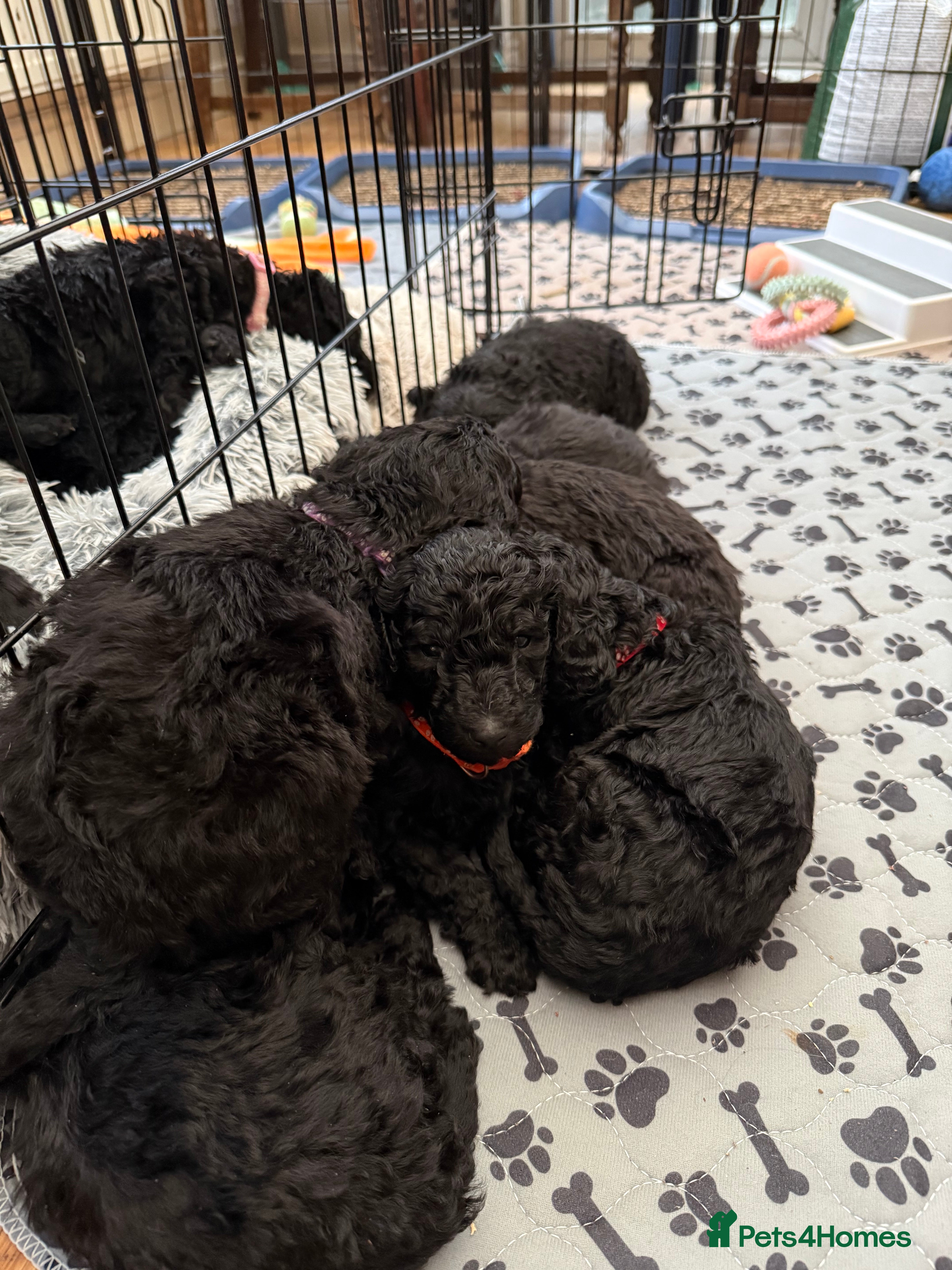 Standard Poodle dogs KC registered Standard Poodle puppies - Advert 1