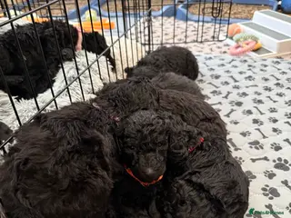 Standard Poodle dogs KC registered Standard Poodle puppies - Advert 1