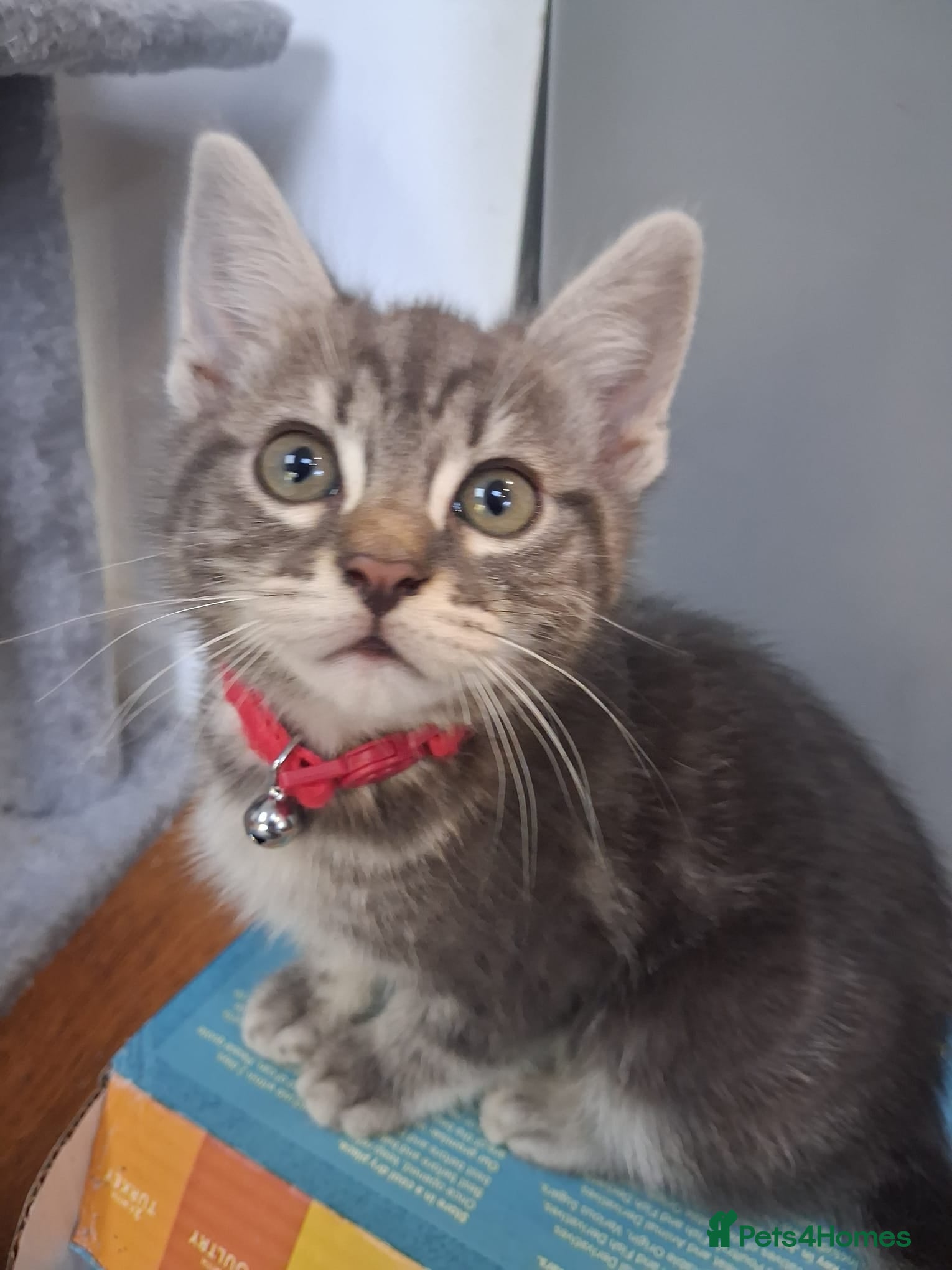 Mixed Breed cats Charlie - Advert 7
