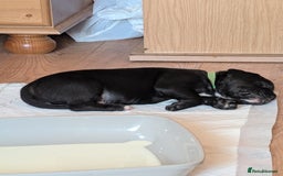 Mixed Breed dogs for sale: Beautiful Labrador x Staffys - Image 4