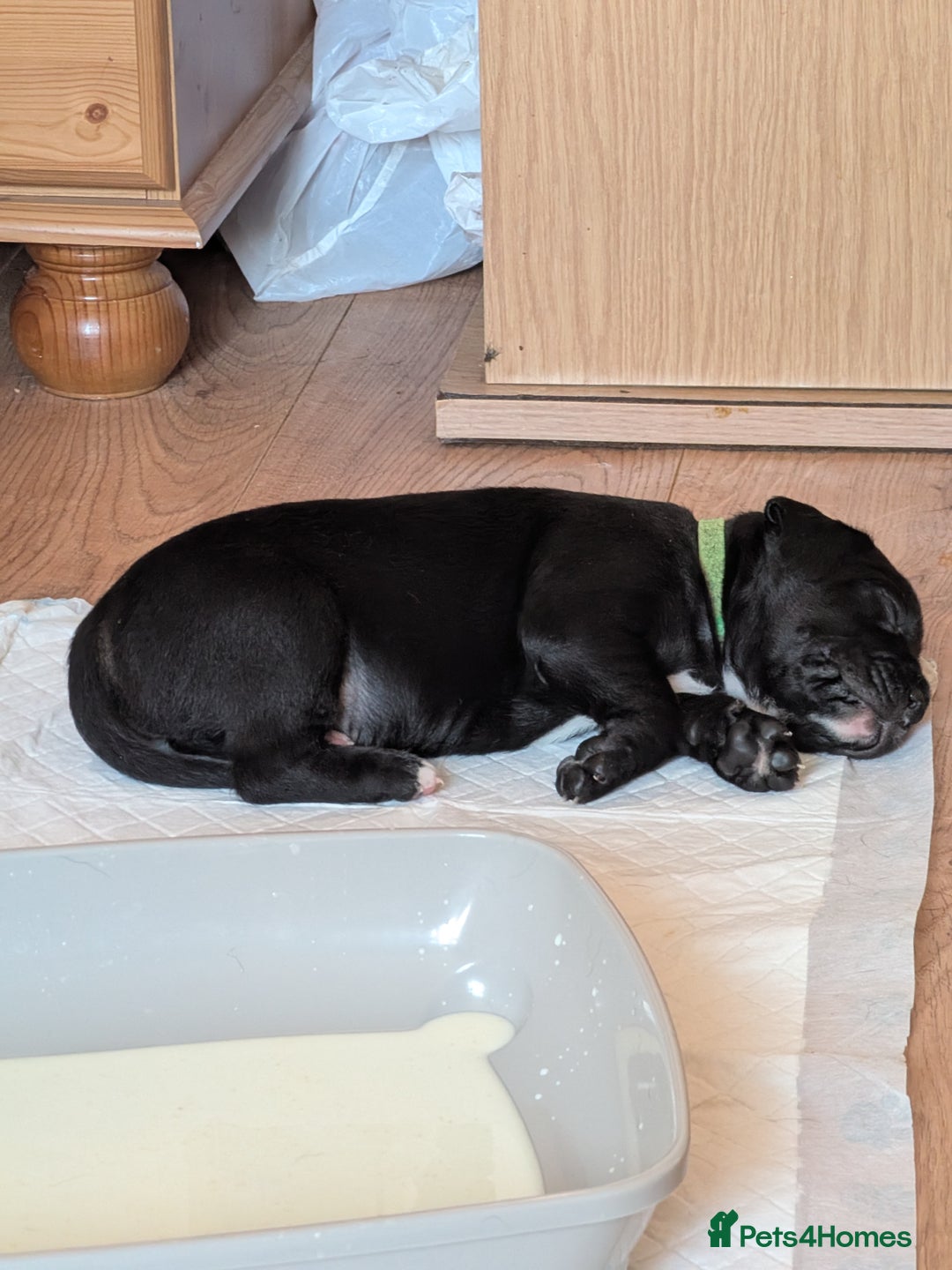 Mixed Breed dogs for sale: Beautiful Labrador x Staffys - Image 4