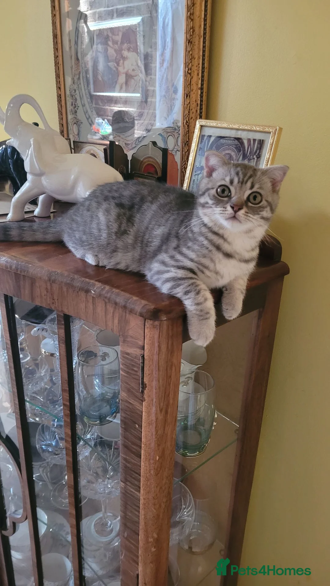 Scottish Fold cats for sale: Scottish fold/straight snow leopards  - Advert 2