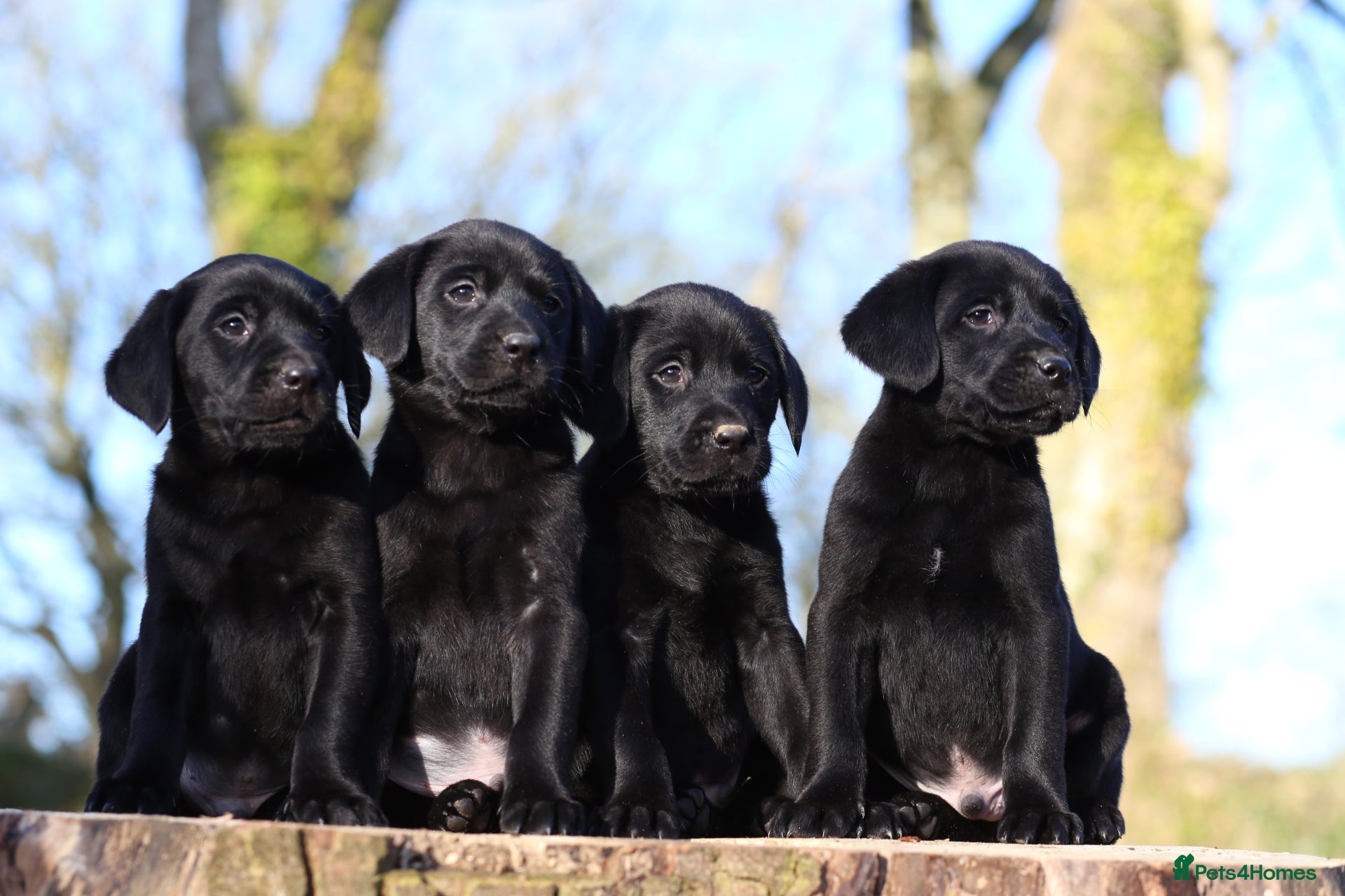 Labrador Retriever dogs KC Registered Black Labradors - Advert 2