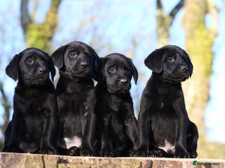 Labrador Retriever dogs KC Registered Black Labradors - Advert 2