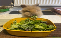 Lionhead rabbits for sale: 2 Female Lionhead Rabbits  - Image 2