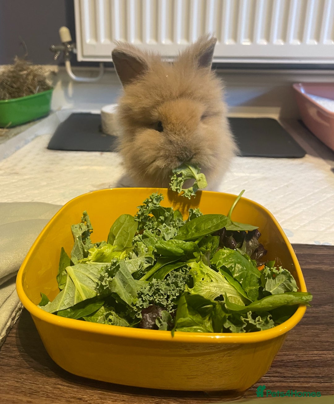 Lionhead rabbits for sale: 2 Female Lionhead Rabbits  - Image 2