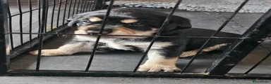 Mixed Breed 2