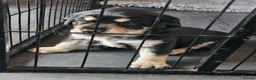 Mixed Breed dogs for sale: Gorgeous litter of cockerdor x sprollie pups in Fleetwood - Advert 12