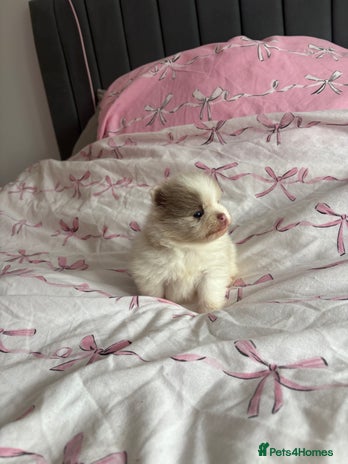 Pomeranian dogs - Advert 1