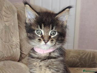 Maine Coon cats 🐾 GCCF XXL Maine Coon Kittens – Russian Heritage - Advert 6