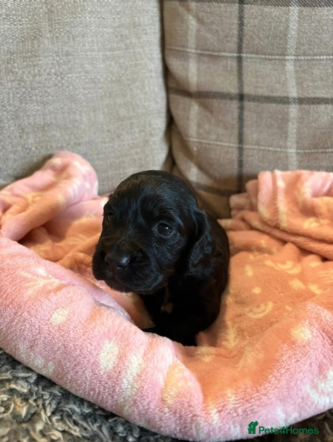 Cocker Spaniel dogs for sale: Working Cocker Spaniel Pups - Advert 5