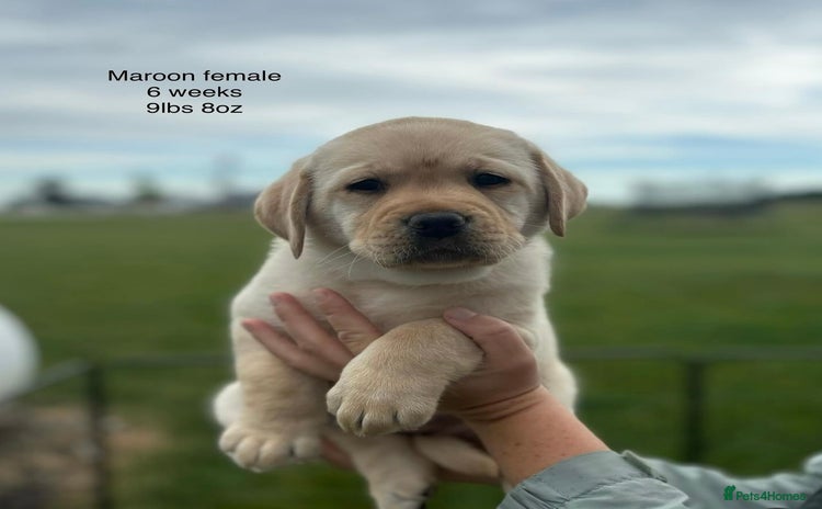 Labrador Retriever dogs - Advert 14