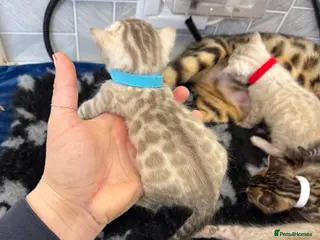 Bengal cats Snow Lynx Bengal Kittens TICA Registered - Advert 6