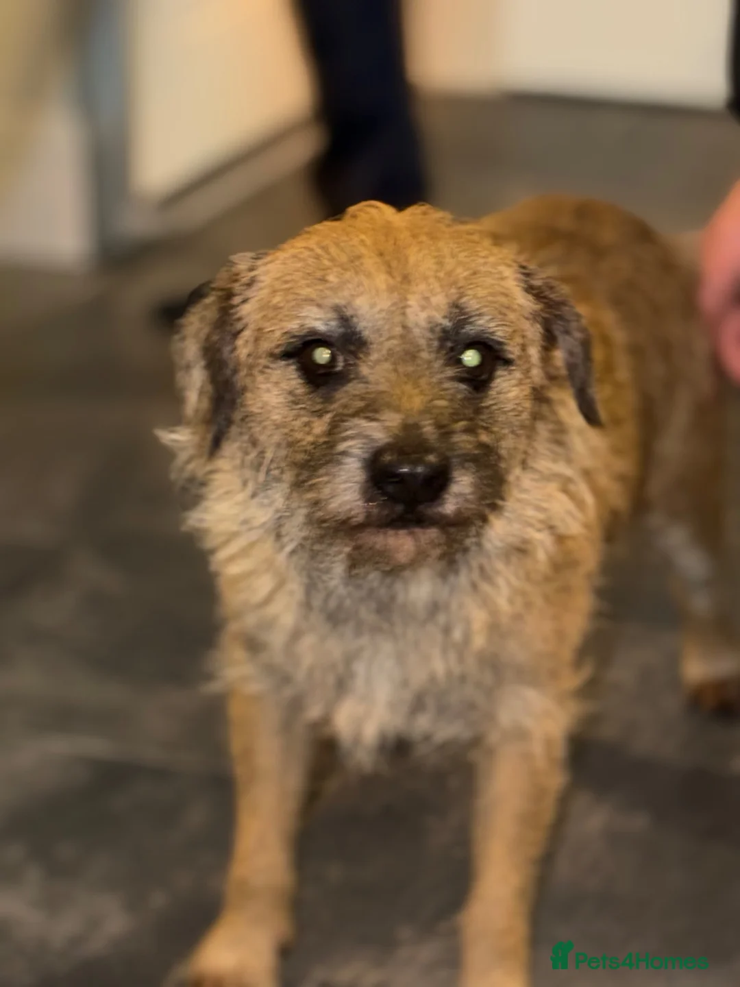 Border Terrier dogs for sale: Border pups  - Advert 1