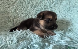 German Shepherd dogs for sale: German Shepard KC Reg Puppies in Scunthorpe - Image 14