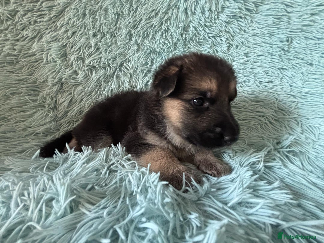 German Shepherd dogs for sale: German Shepard KC Reg Puppies in Scunthorpe - Image 14