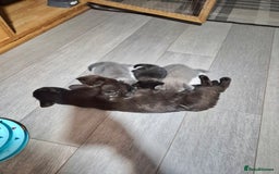 British Shorthair cats for sale: Last British shorthair kitten available! - Image 9