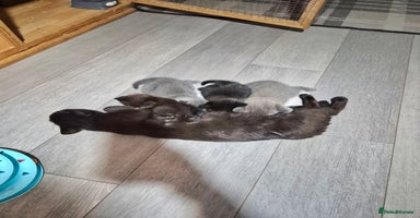 British Shorthair cats - Advert 1