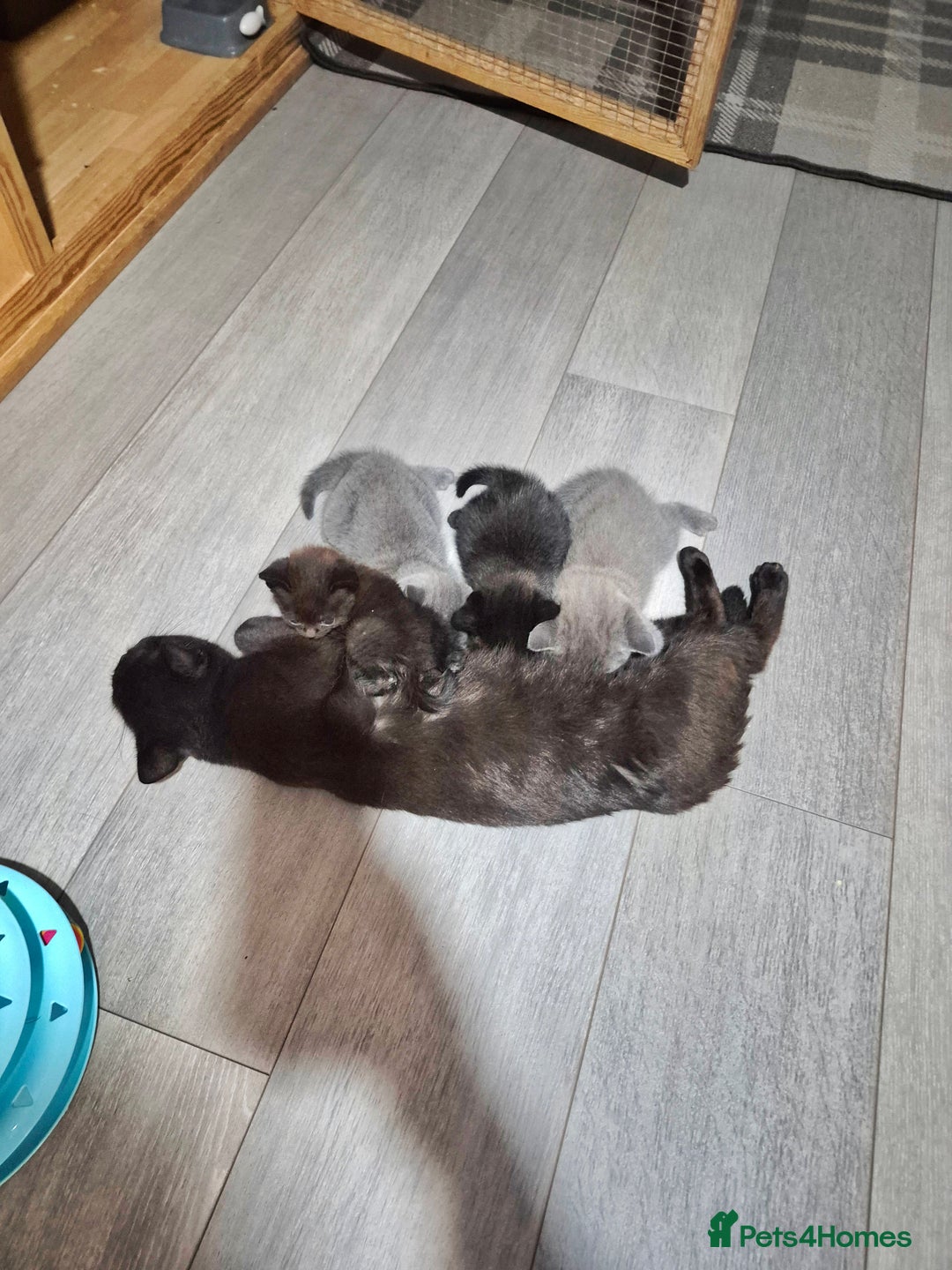 British Shorthair cats for sale: Last British shorthair kitten available! - Image 9