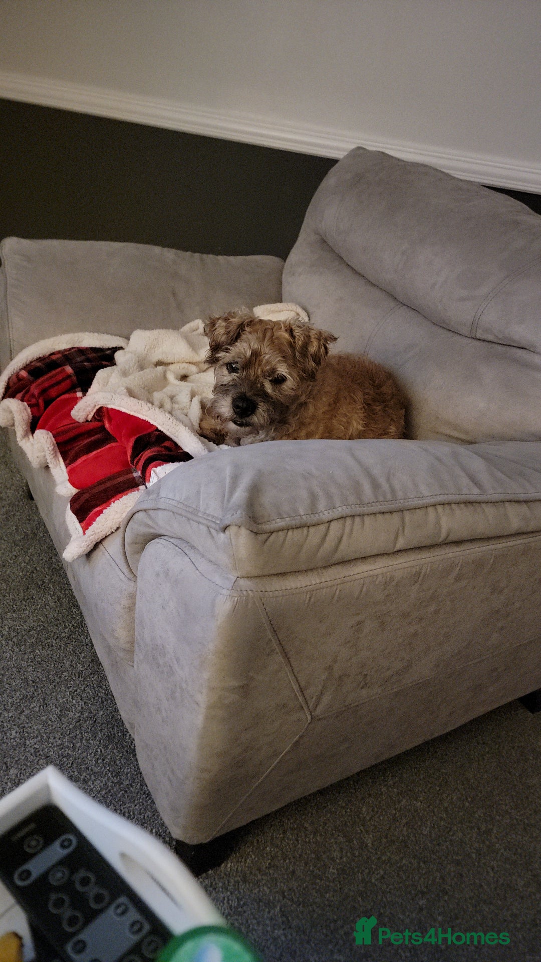 Border Terrier dogs for sale: Border Terrier - Advert 2