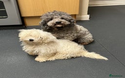Maltipoo dogs for sale: Gorgeous tiny toy Maltipoo puppies  - Image 10