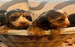 Cockapoo dogs for sale: 👑 Stunning F1 Cockapoo puppies👑 - Image 3