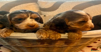 Cockapoo dogs - Advert 2