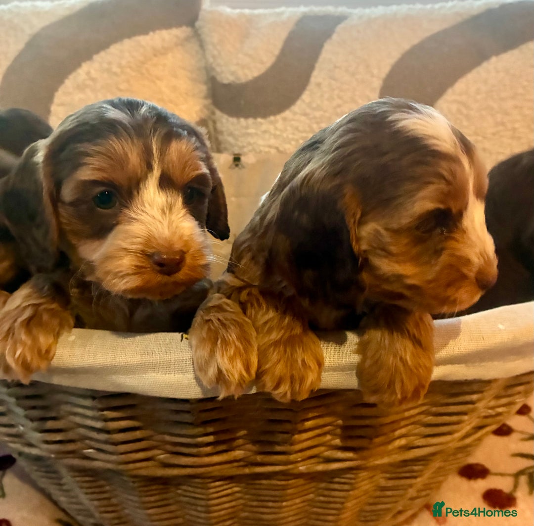 Cockapoo dogs for sale: 👑 Stunning F1 Cockapoo puppies👑 - Image 3