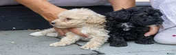 Mini Goldendoodle dogs for sale: Miniature Goldendoodles - Advert 10