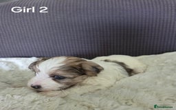 Mixed Breed dogs for sale: Shorkie x Morkie  - Image 14
