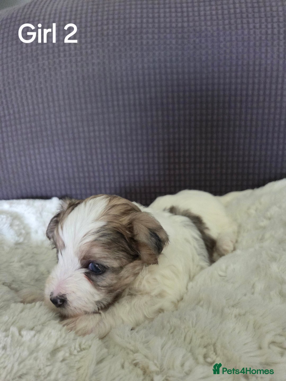 Mixed Breed dogs for sale: Shorkie x Morkie  - Image 14