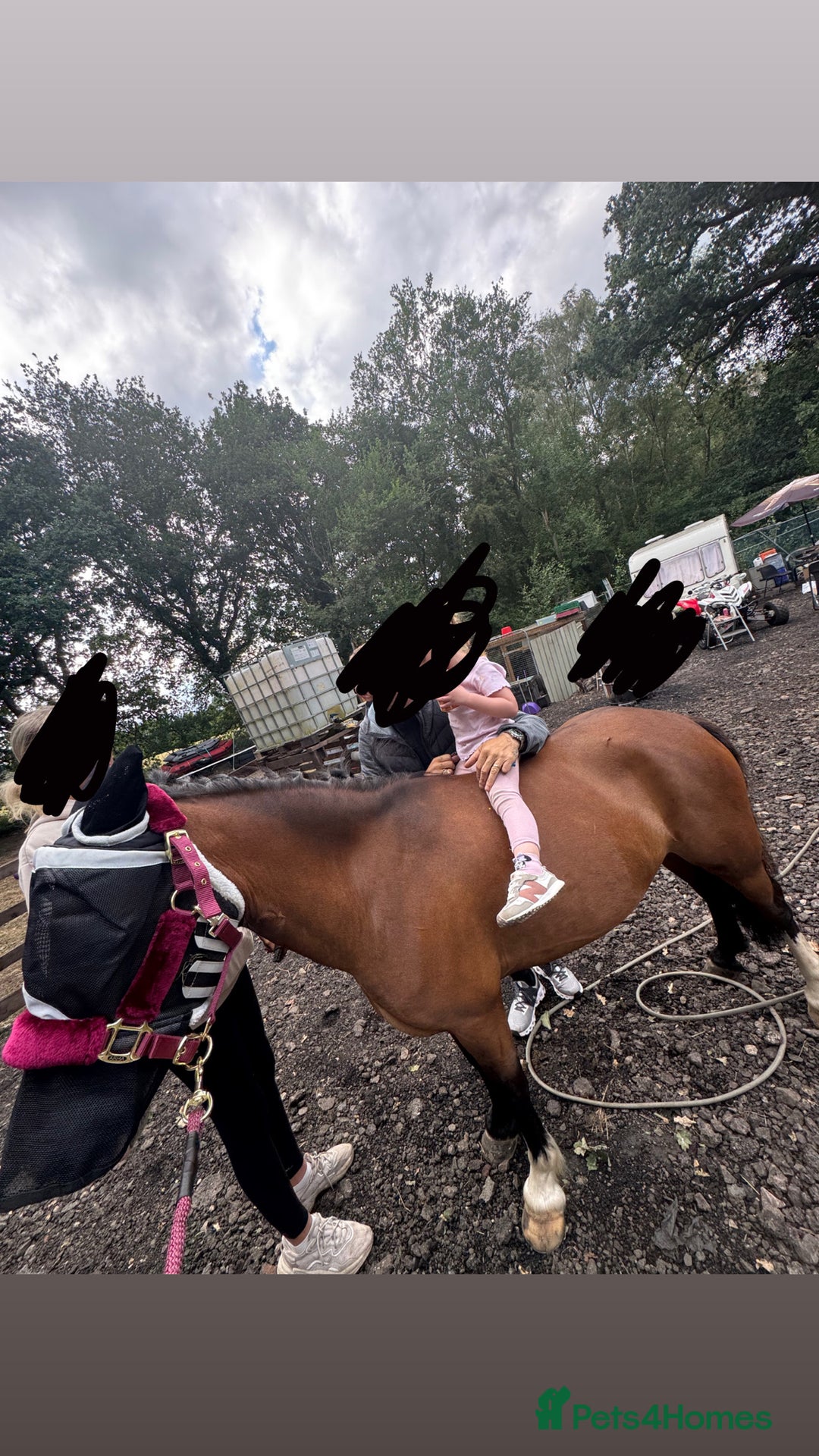 Welsh Section B horses for sale: Magic - Image 2