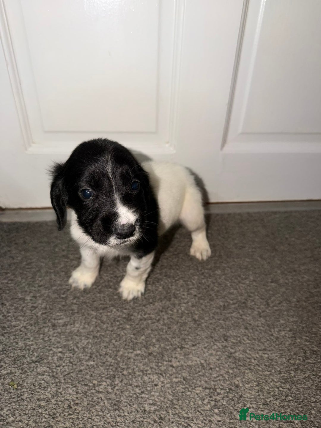 Cocker Spaniel dogs for sale: Cocker spaniel pups   - Advert 14