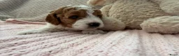 Cavapoo dogs for sale: Cavapoo girls  - Advert 30